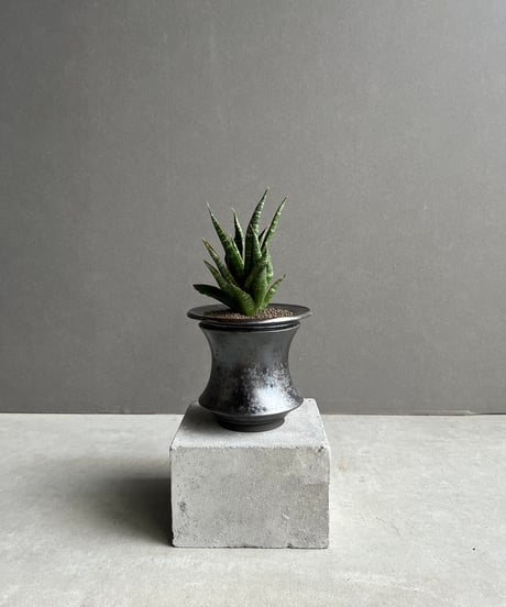 サンセベリア カミナリ + object by 1218 「Sansevieria KAMINARI “雷”」41W