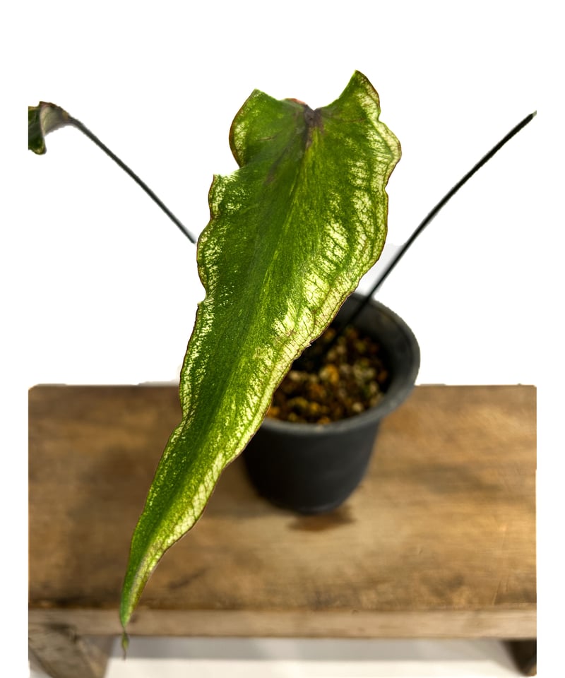 カラジウム ブラック バンブー「Caladium Black Bamboo」7/30-96A-