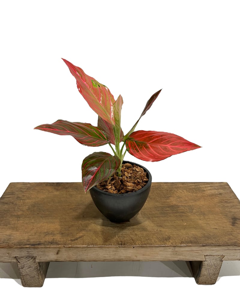 アグラオネマ レッド ベイン 「Aglaonema Red Vein」40S | SHOUCH