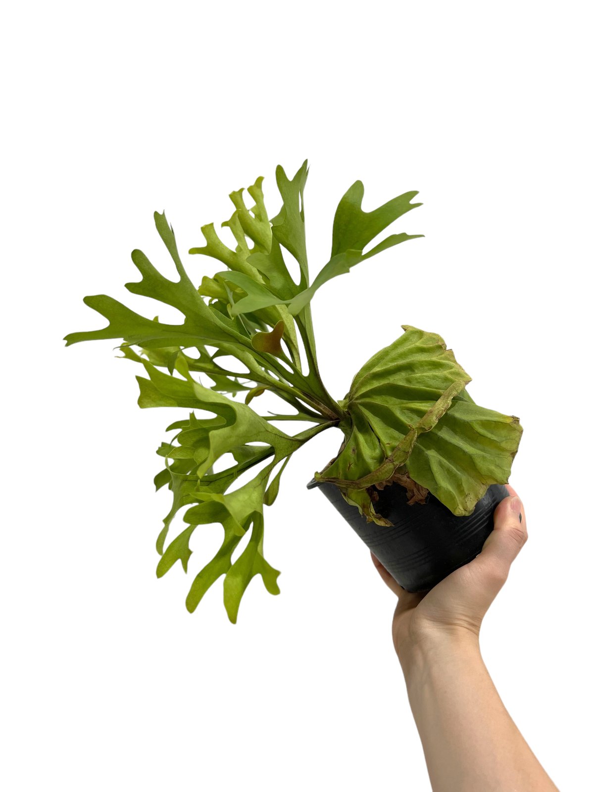 ビカクシダ リドレイridleyi ③ ☆ Platycerium ridleyi でっかいハートスプーン❤️🥄 #0のつく日は