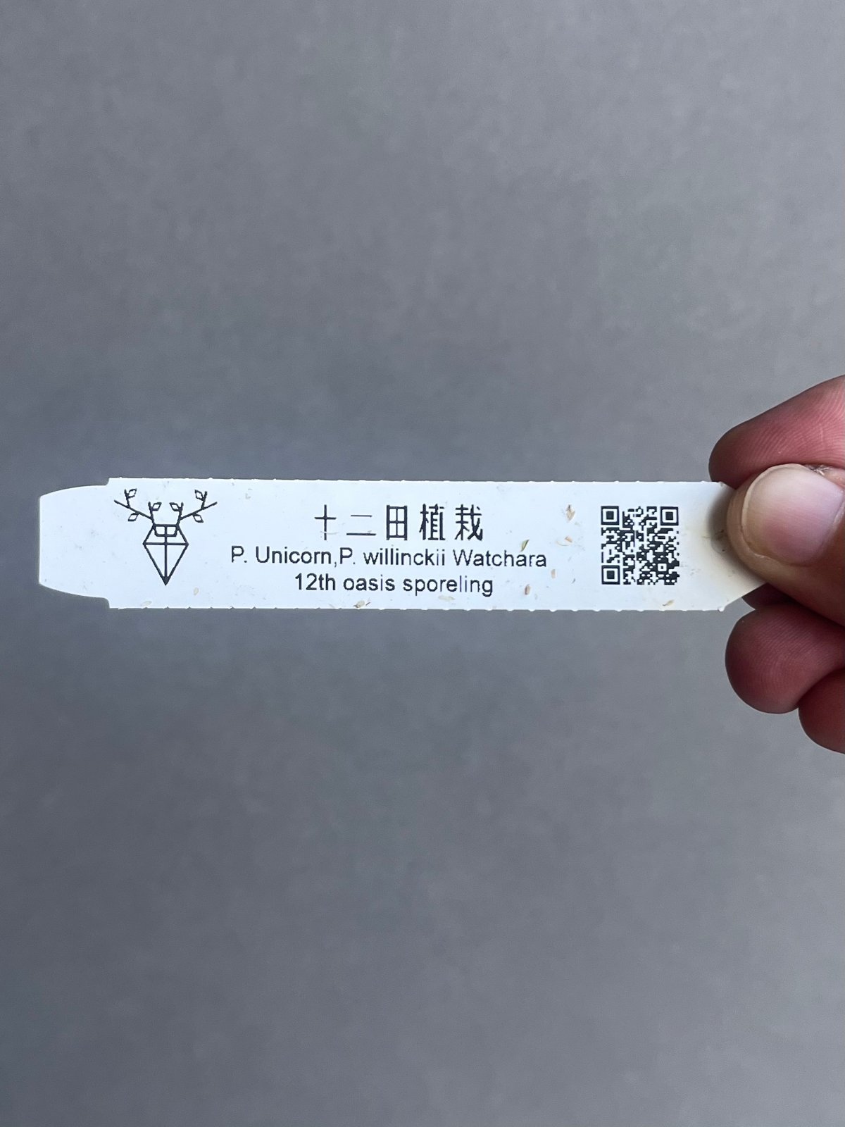 B*a様 unicorn × watchara mix spore from 十 B*a様 unicorn × watchara mix spore from 十 B*a様 unicorn