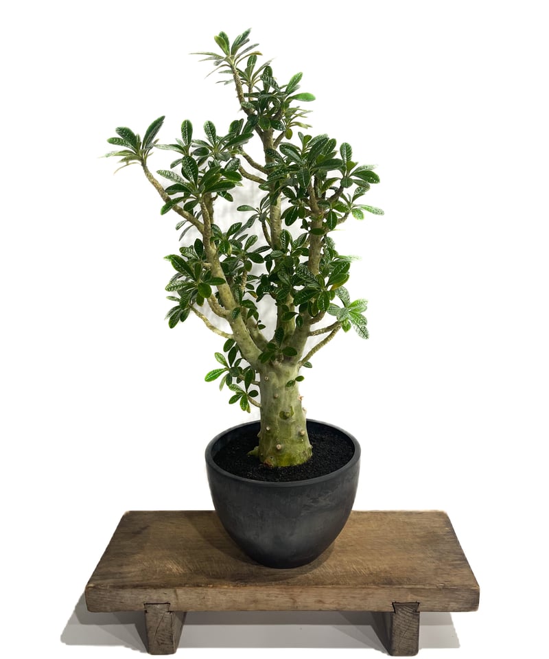 希少種 ドルステニア・ギガス ブラータ 実生