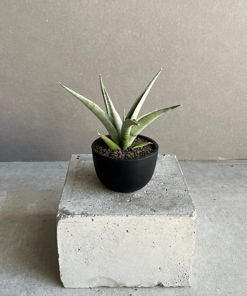 EMP サンセベリア King Fischer / SA429 サンセベリア キングフィッシャー 「Sansevieria Kingfisher」50N