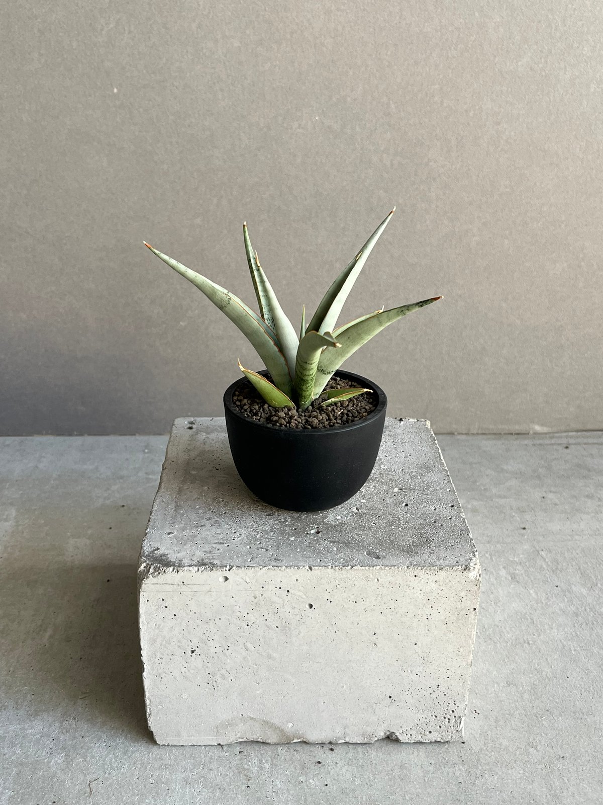 サンセベリア キングフィッシャー 「Sansevieria Kingfisher」50N