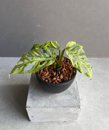 CATEGORY モンステラ | SHOUCHIKUEN