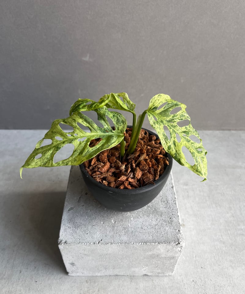モンステラ Swiss Cheese Plant ( Monstera friedrichsthalii) スイスチーズ