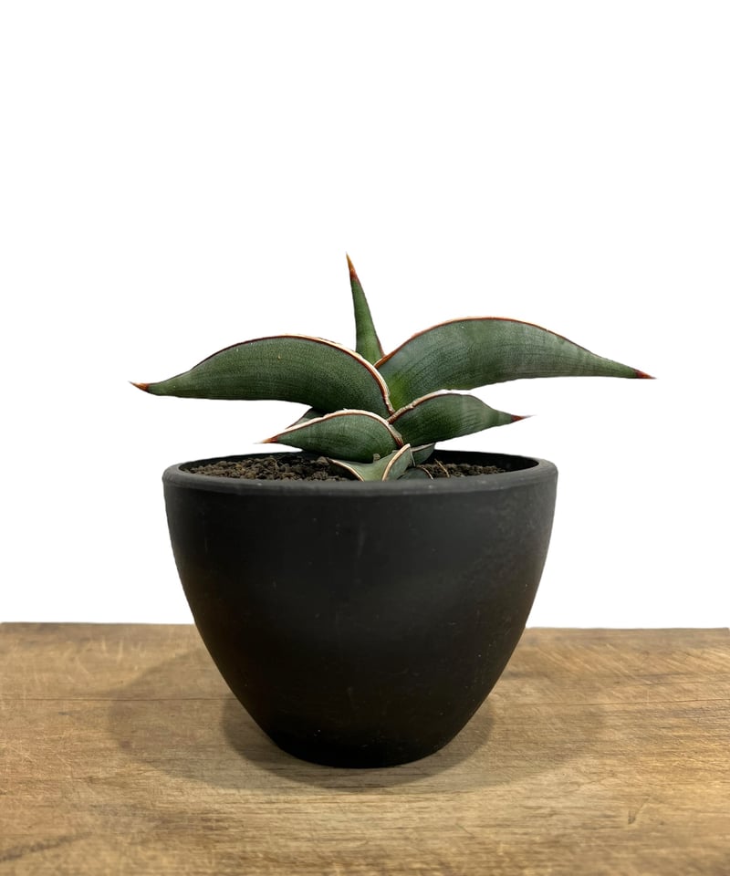 サンセベリア ロリダ 「Sansevieria rorida」73h | SHOUCHIKUEN