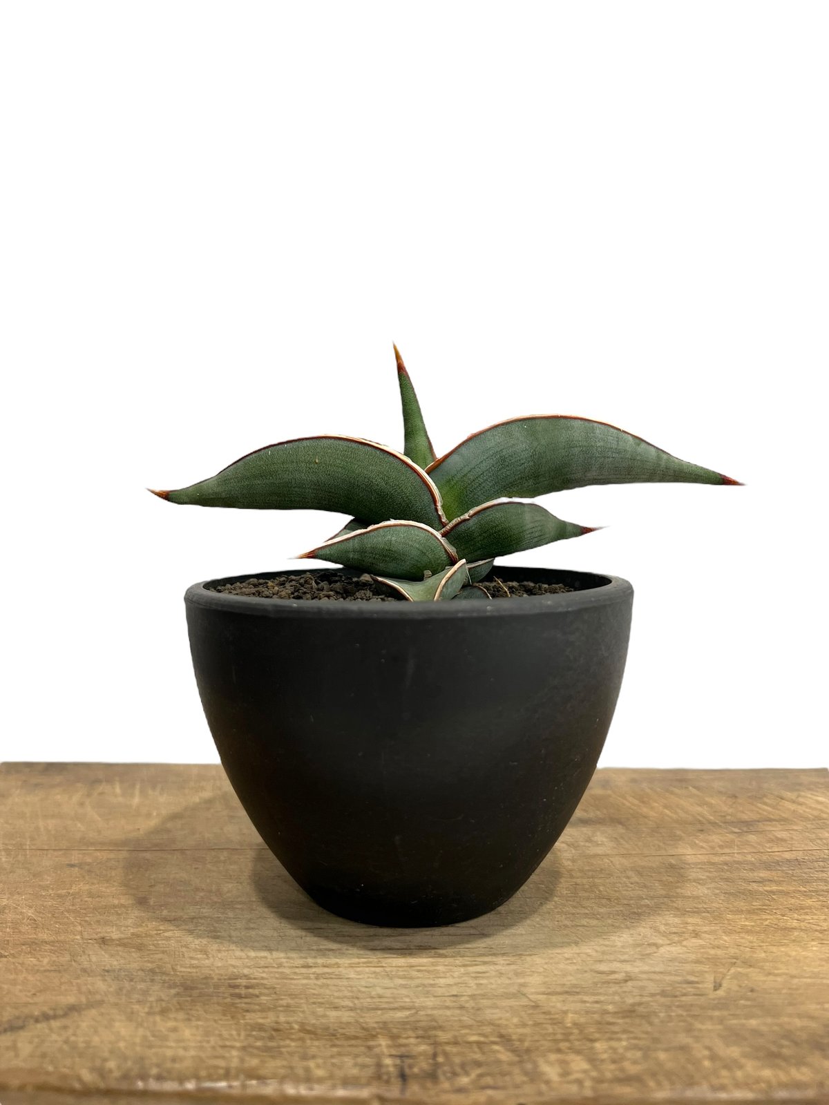 M*O様 ＊Sansevieria Rorida＊サンスベリアロリダ＊斑入り＊ サンセベリア ロリダ 斑入り「Sansevieria rorida Var.」6/14-771