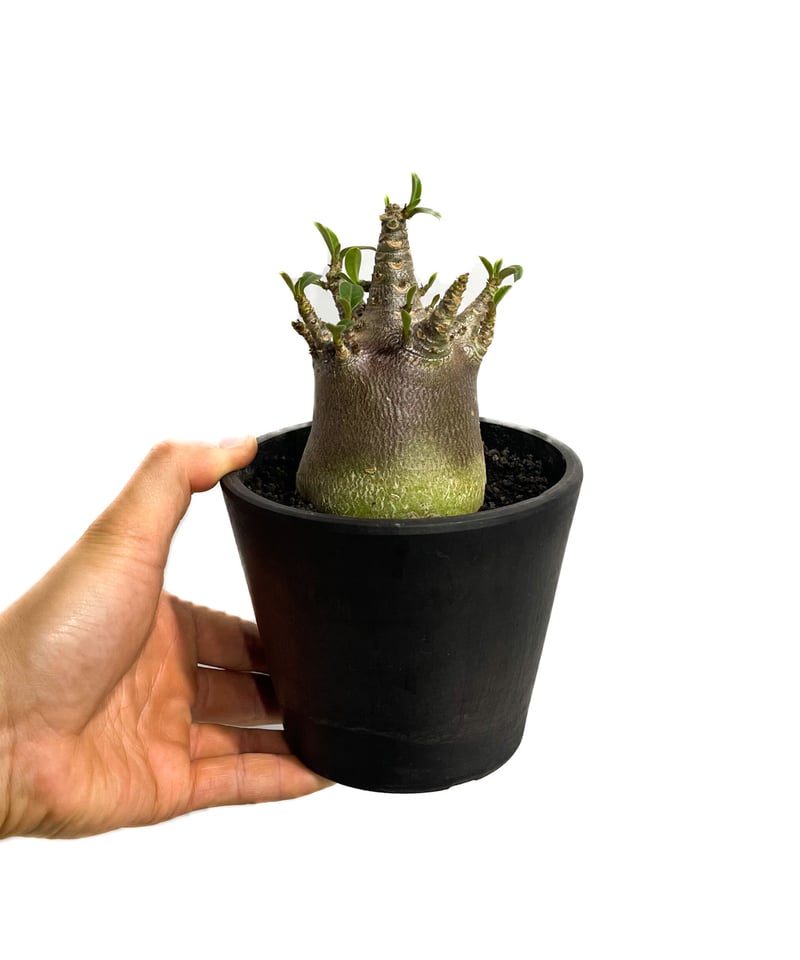 アデニウム アラビカムドワーフ タイプ “ブラック”「Adenium