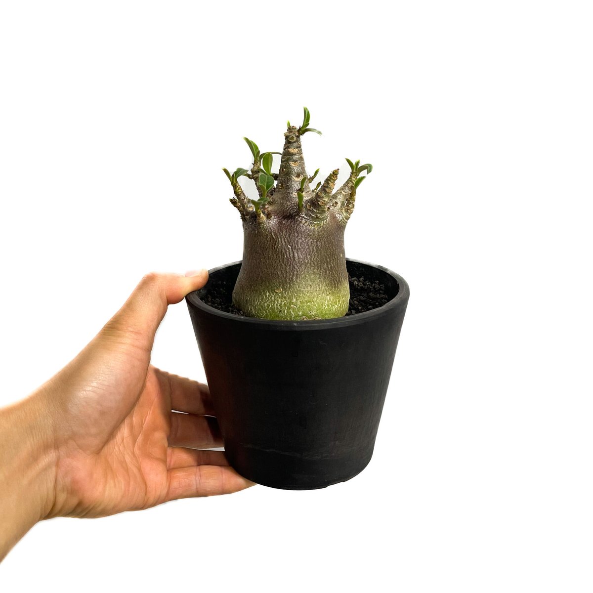 アデニウム・アラビカム ドワーフタイプ 中型 塊根植物 黒鉢