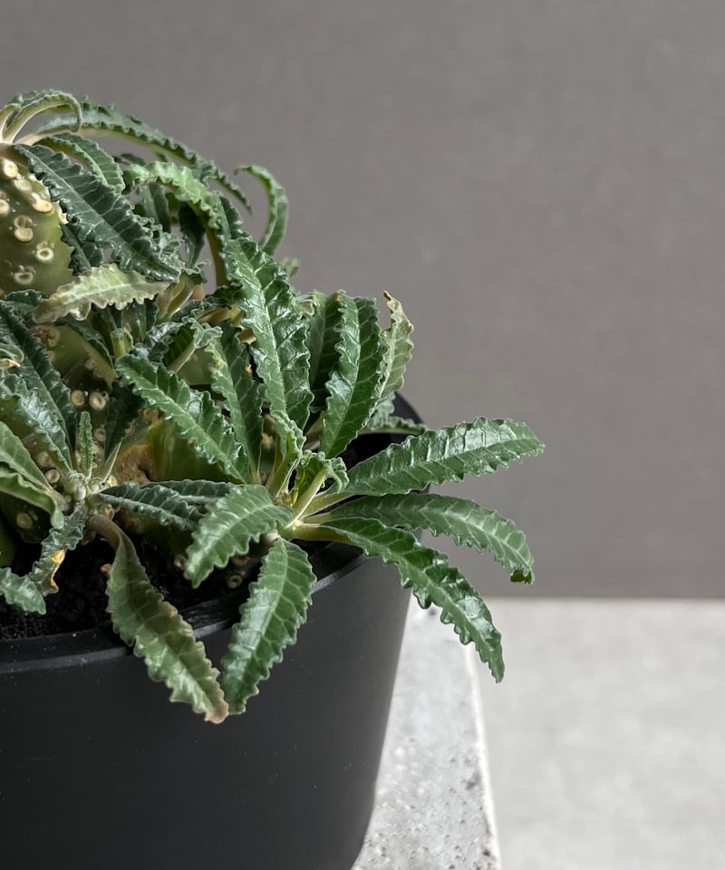 ドルステニア　ラブラニー　大株　美株 ドルステニア ラブラニー Dorstenia lavrani 20230905 | SPG