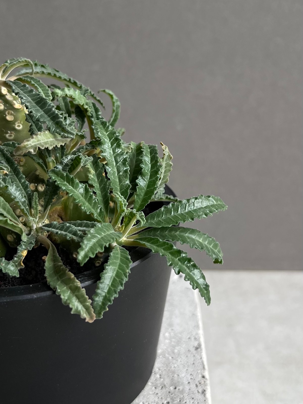 ドルステニア ラブラニー(多頭タイプ) 実生苗 「Dorstenia lavrani seed