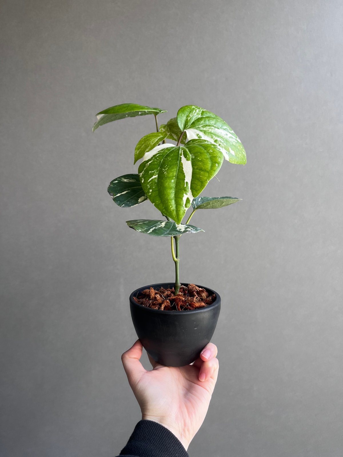 パイパー ニグラム 斑入 「Piper nigrum variegated」82X | SHO