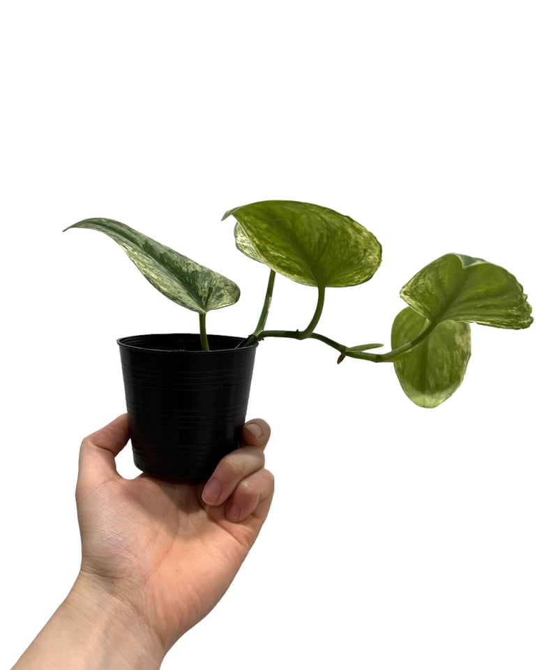 スキンダプサス エキゾチカ 斑入 (ホログラム)「 Scindapsus スキンダプサス エキゾチカ 斑入 (ホログラム)「 Scindapsus
