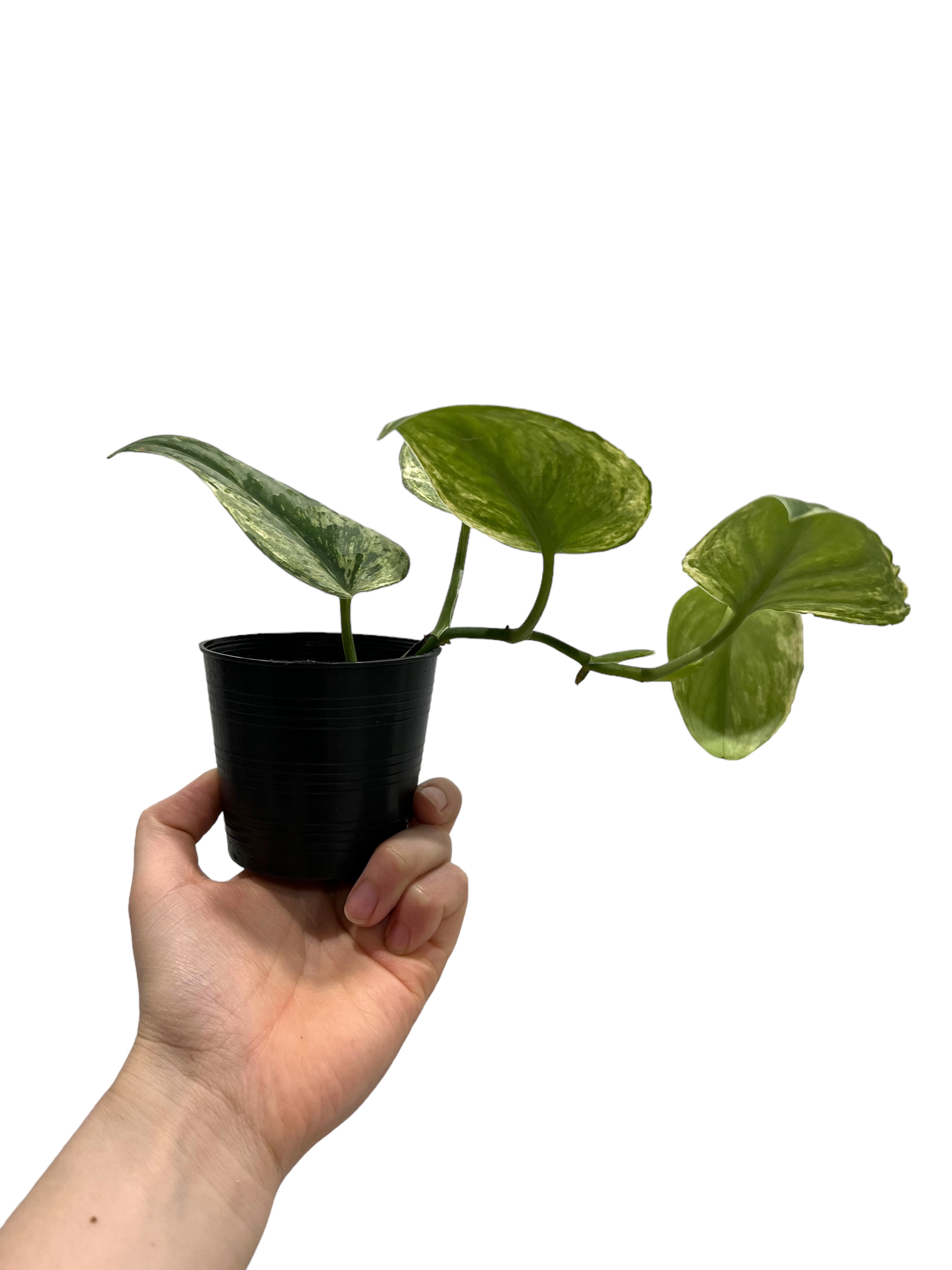 スキンダプサス エキゾチカ 斑入 (ホログラム)「 Scindapsus exotica V