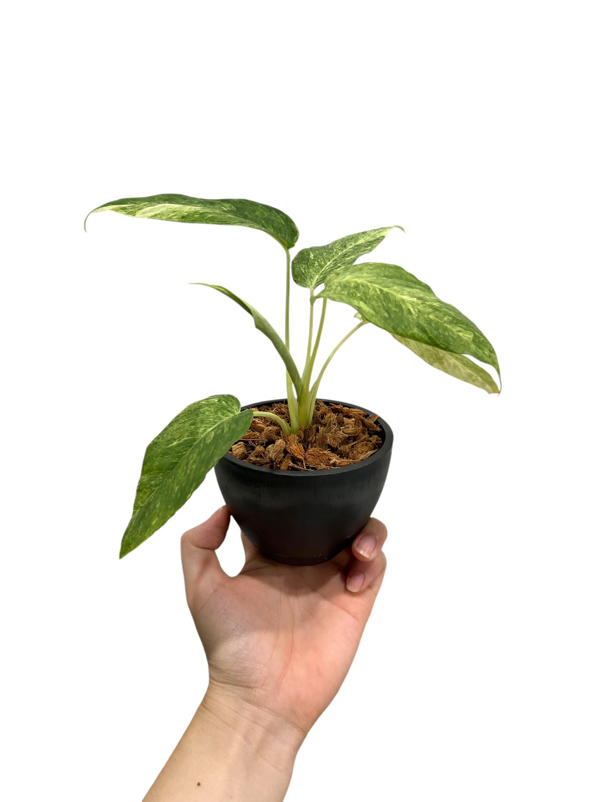 Borneoa gampsospadix スキスマグロッティスMIDOLLICA スキスマト