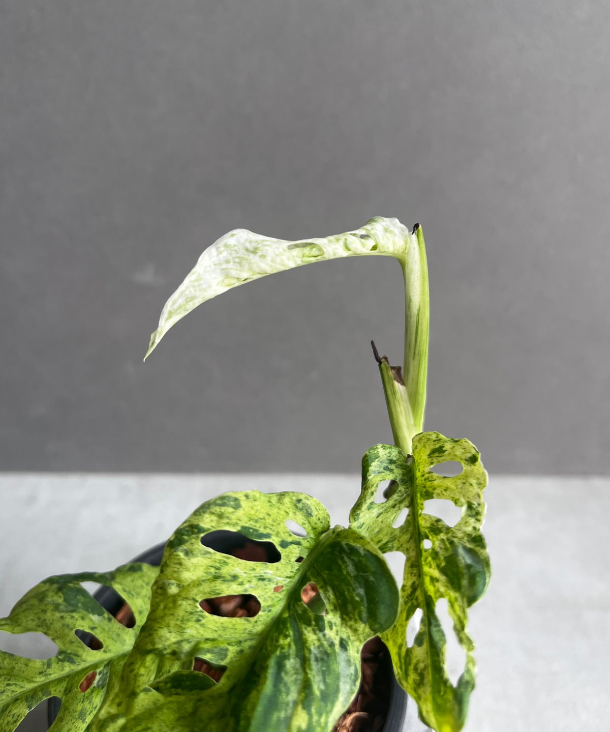 ラミレジィさん モンステラ50 斑入　マクロコズム　ミント　カット茎 モンステラ ラニアタ ミント 斑入 「Monstera laniata mint