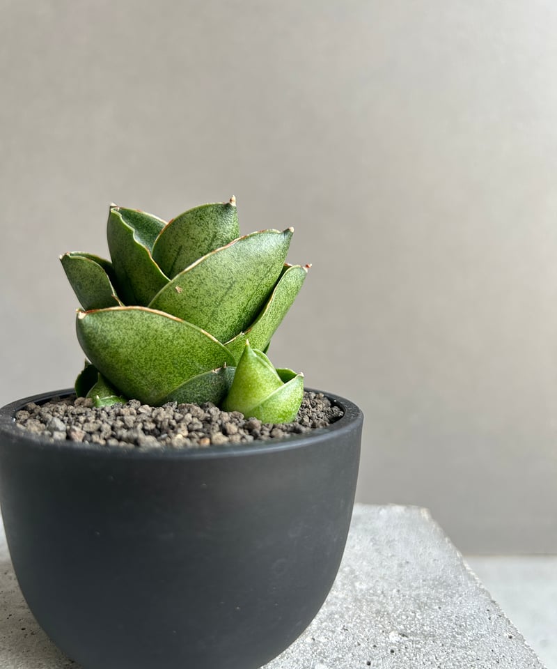 サンセベリア ベンジャロン「Sansevieria Benjarong (by Unyaman
