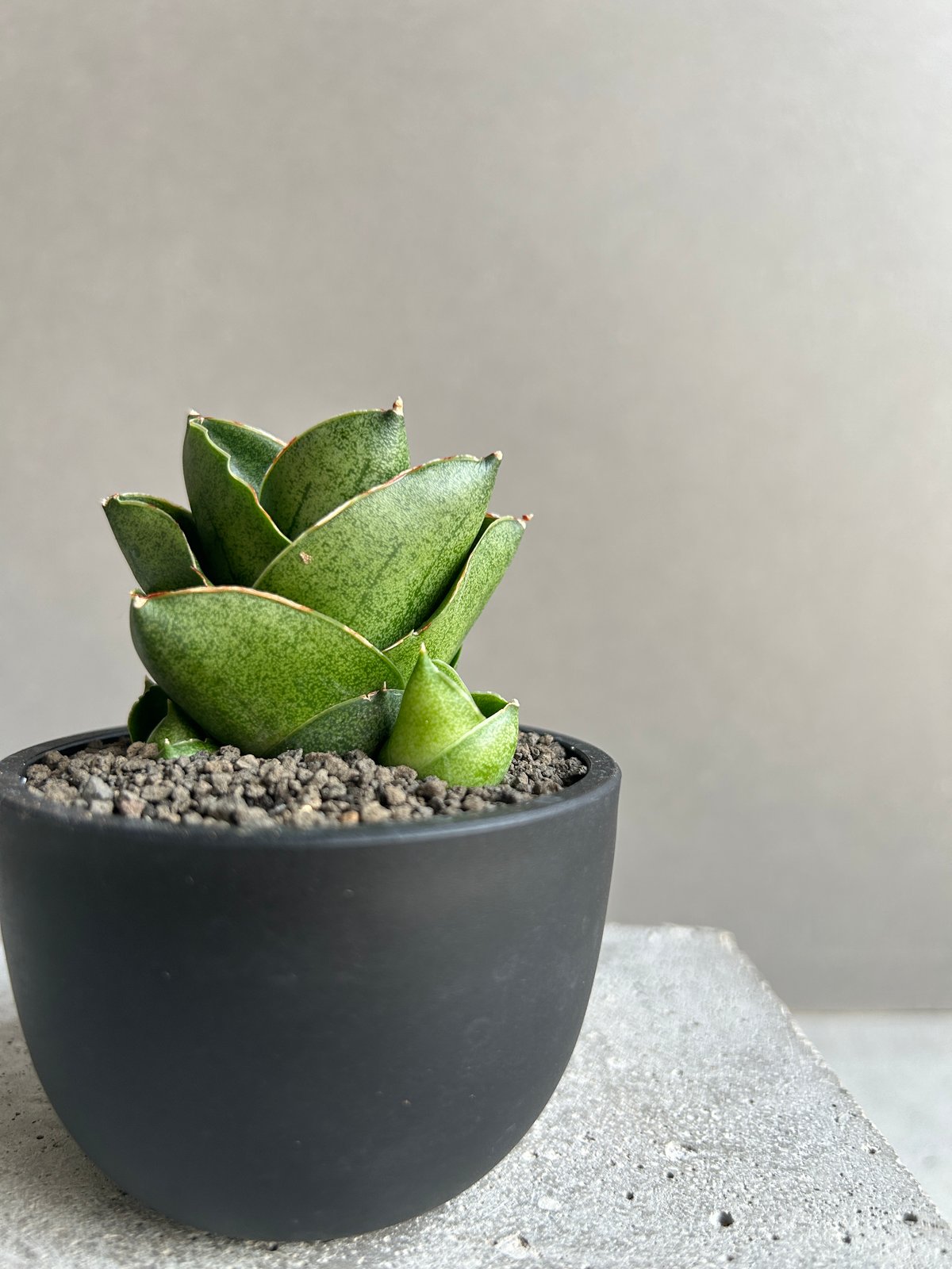 【鬼コレクション株】サンスベリア ベンジャロン(子株2つ付) サンセベリア ベンジャロン「Sansevieria Benjarong」44T | SHOUC