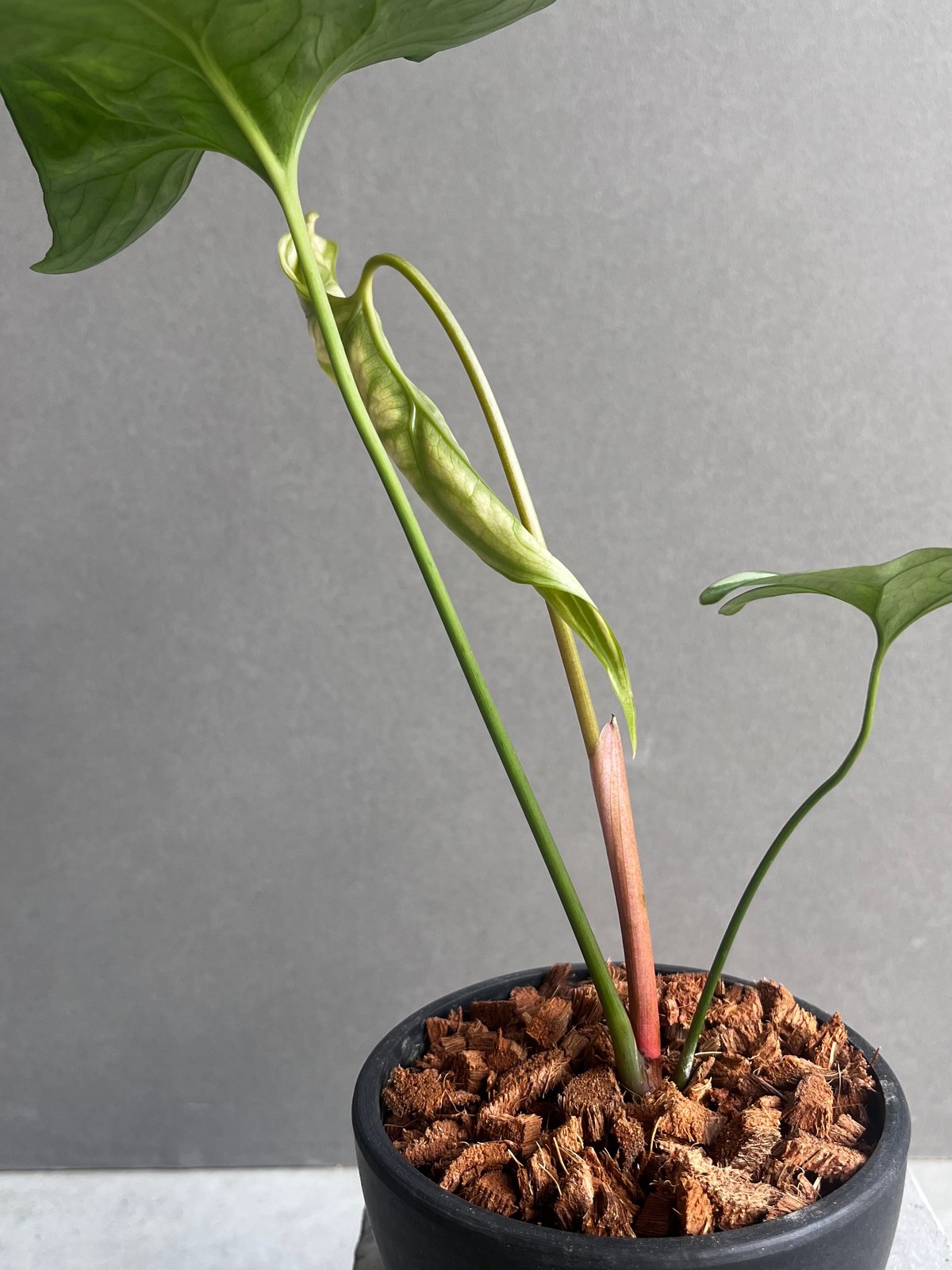 1 セルセスティス ミラビリス 斑入り 激レア セルセスティス