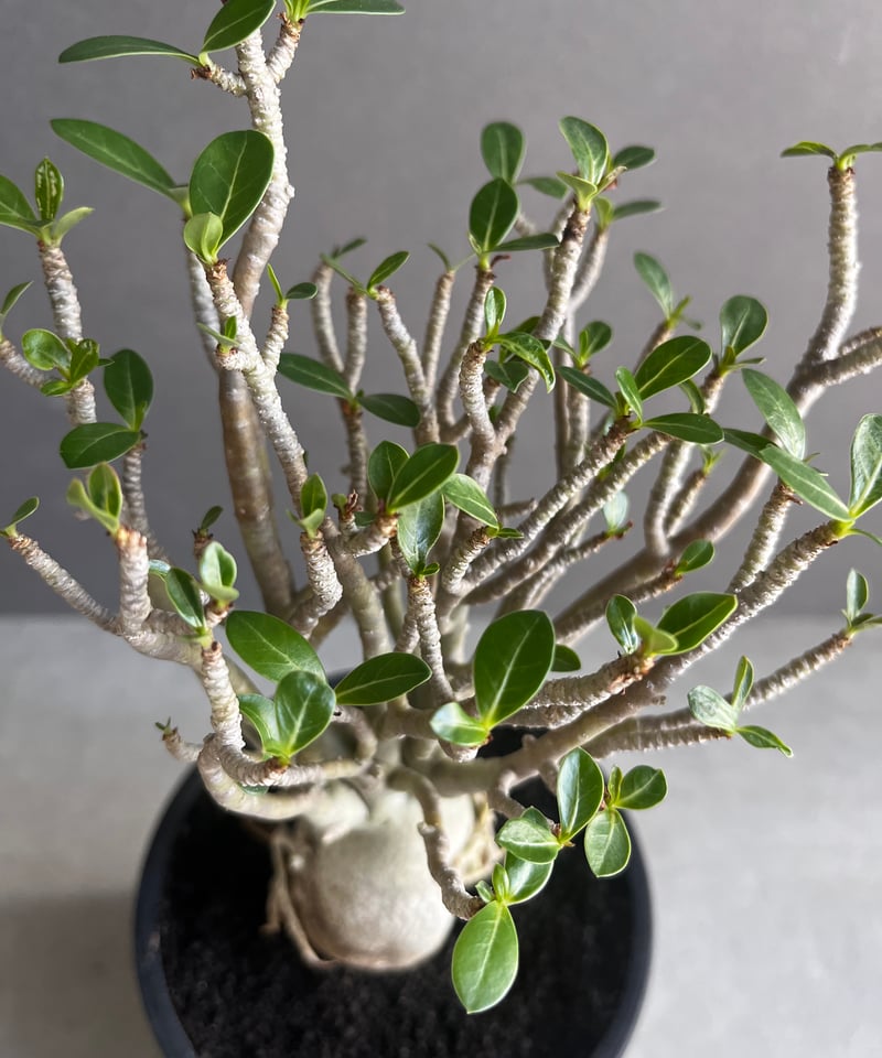 アデニウム オベスム スモールリーフ “選抜個体” 「Adenium obesum