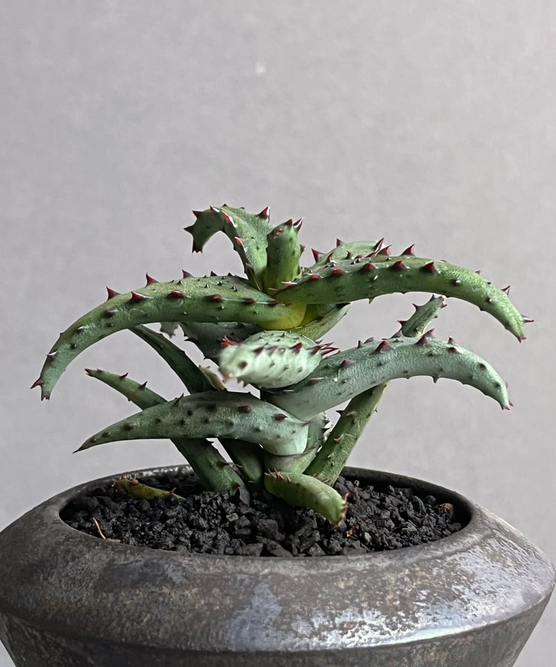 アロエ カスティロニアエ + object by 1218 「Aloe castillonia