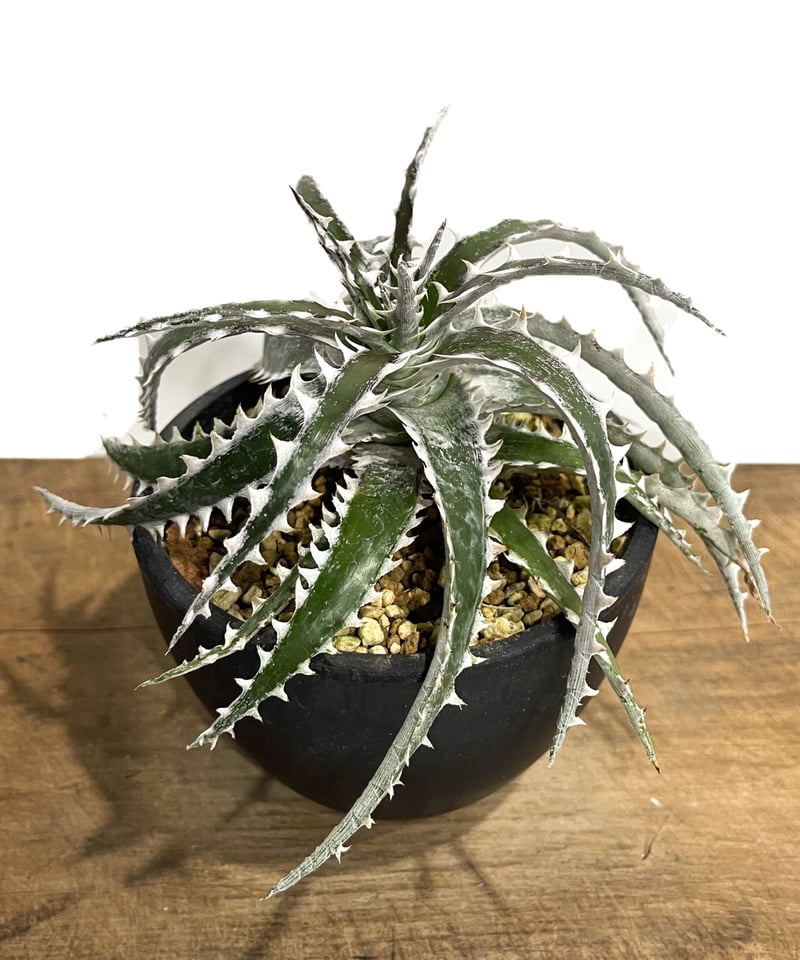 永久定番 ディッキア dyckia ズゴック×リトルウイング 子株