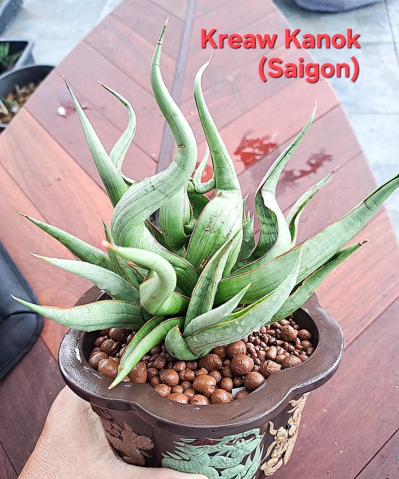 EMP サンセベリア saigon サイゴン / SA353 サンセベリア サイゴン 「Sansevieria Saigon (by Unyamanee