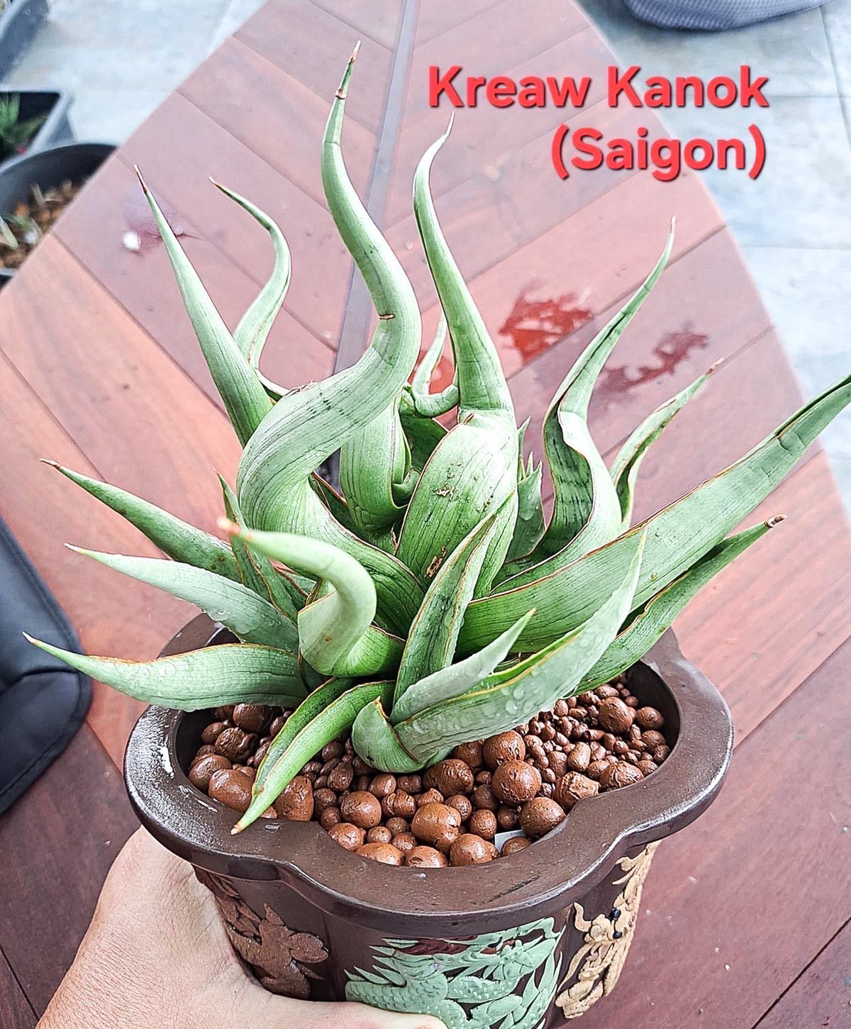 サンセベリア サイゴン 「Sansevieria Saigon (by Unyamanee