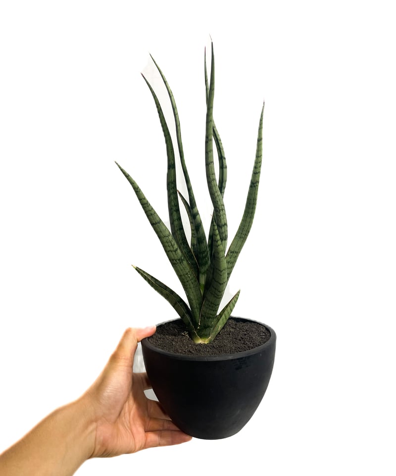 サンセベリア コヨーテ 「Sansevieria Coyote」6/1-705 | SHOUC