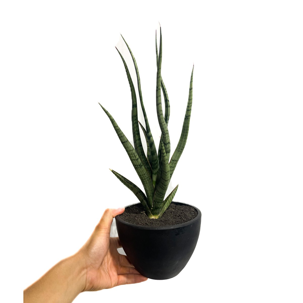 サンセベリア コヨーテ 「Sansevieria Coyote」6/1-705 | SHOUC