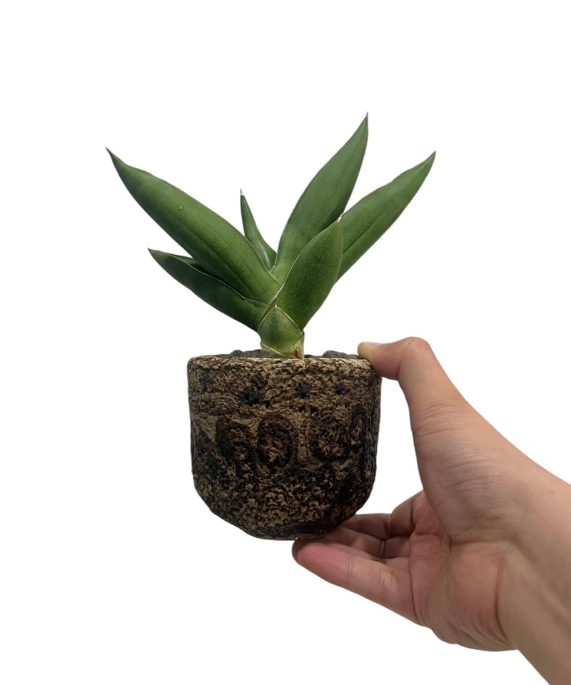 EMP サンセベリア オペラハウス / SA307 サンセベリア オペラ ハウス + plantsmonsters pot 「Sansevieri