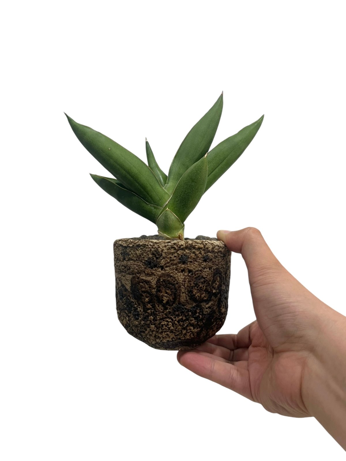 サンセベリア オペラ ハウス + plantsmonsters pot 「Sansevieri