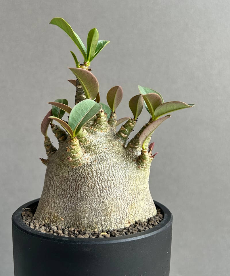 アデニウム ドワーフ　中型 アデニウム ドワーフ中型