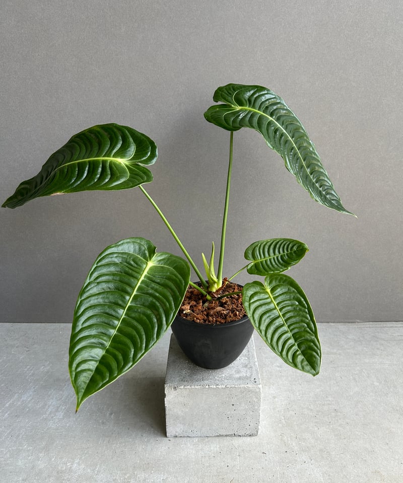 大型Anthurium Veichii アンスリウムベイチー アンスリウム ベイチ 大型で皺の深いタイプ(Anthurium Veitchii