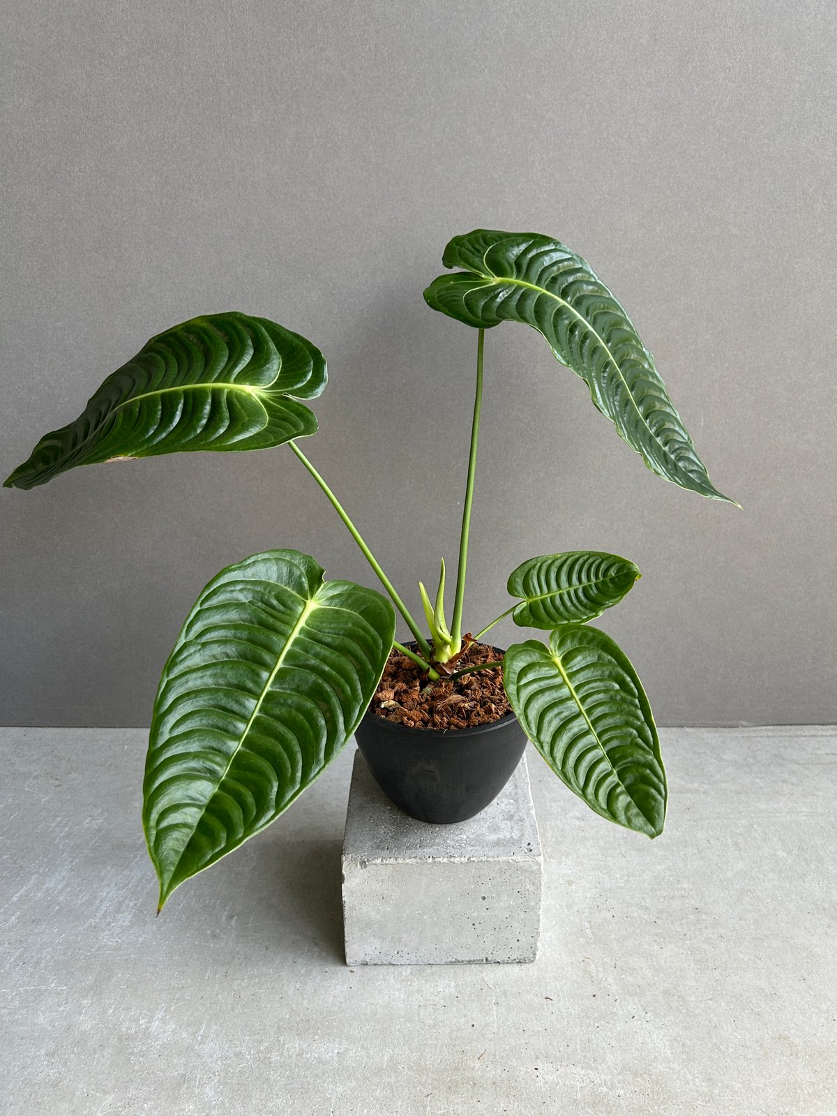 アンスリウム ベイチー 「Anthurium veitchii」30I | SHOUCHIKUEN