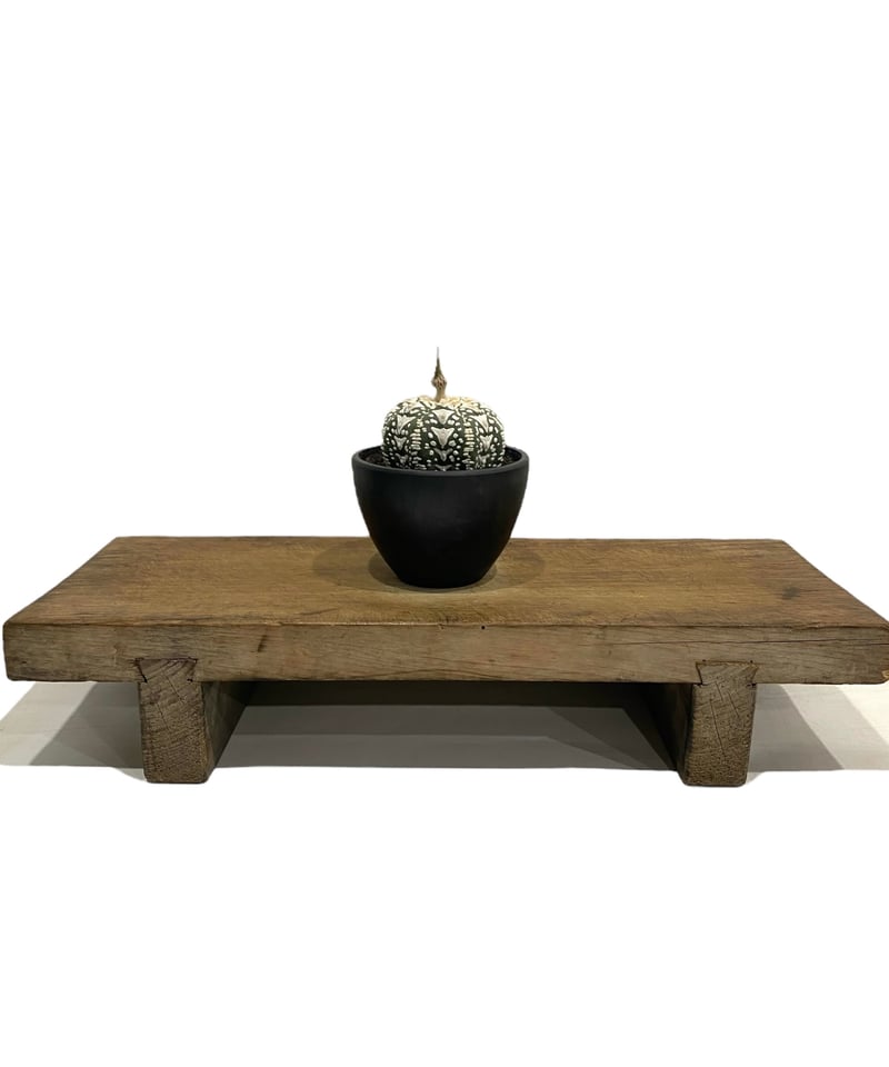 アストロフィツム 兜 V タイプ(実生) 「Astrophytum asterias V ty