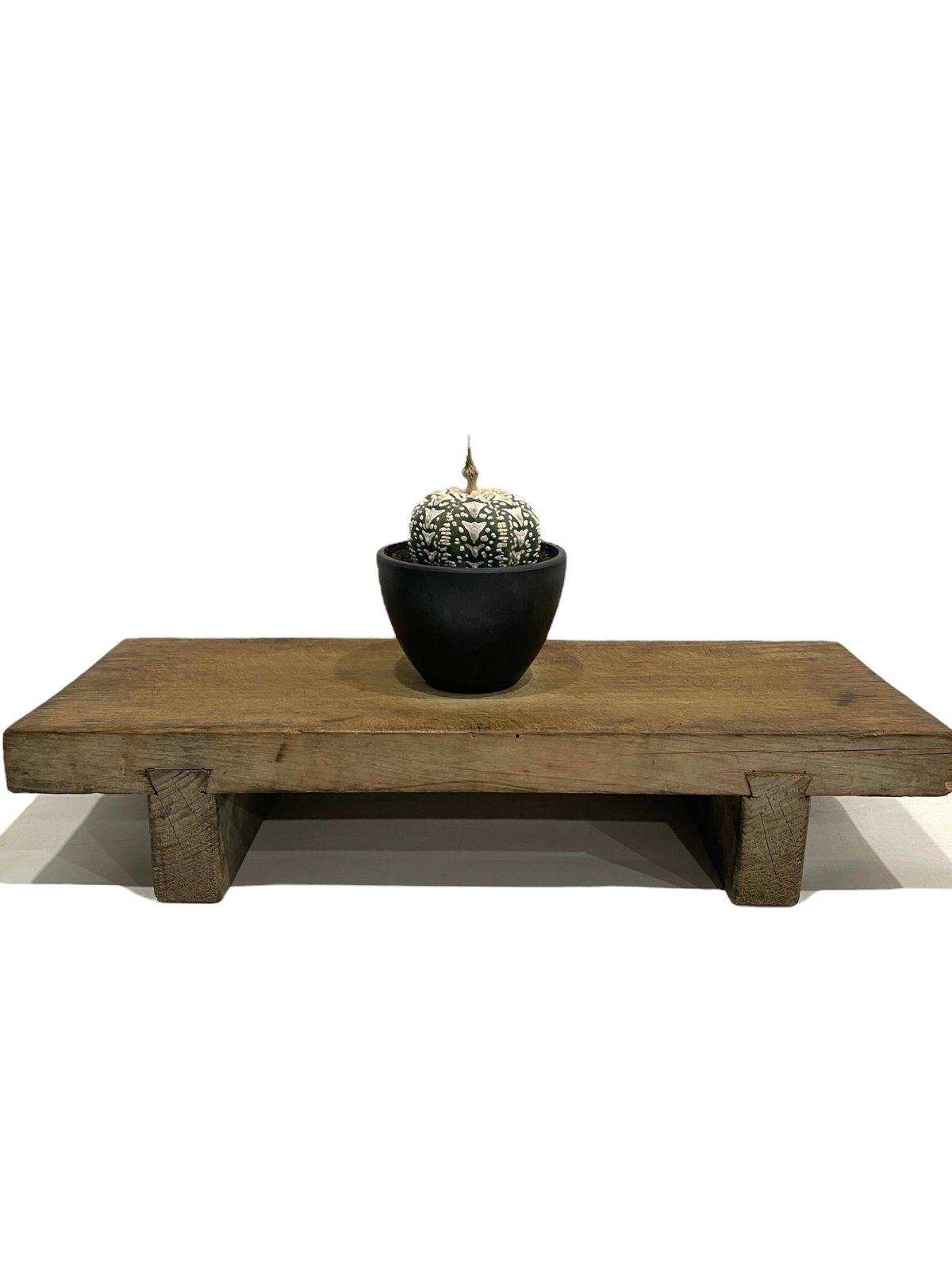 アストロフィツム 兜 V タイプ(実生) 「Astrophytum asterias V ty