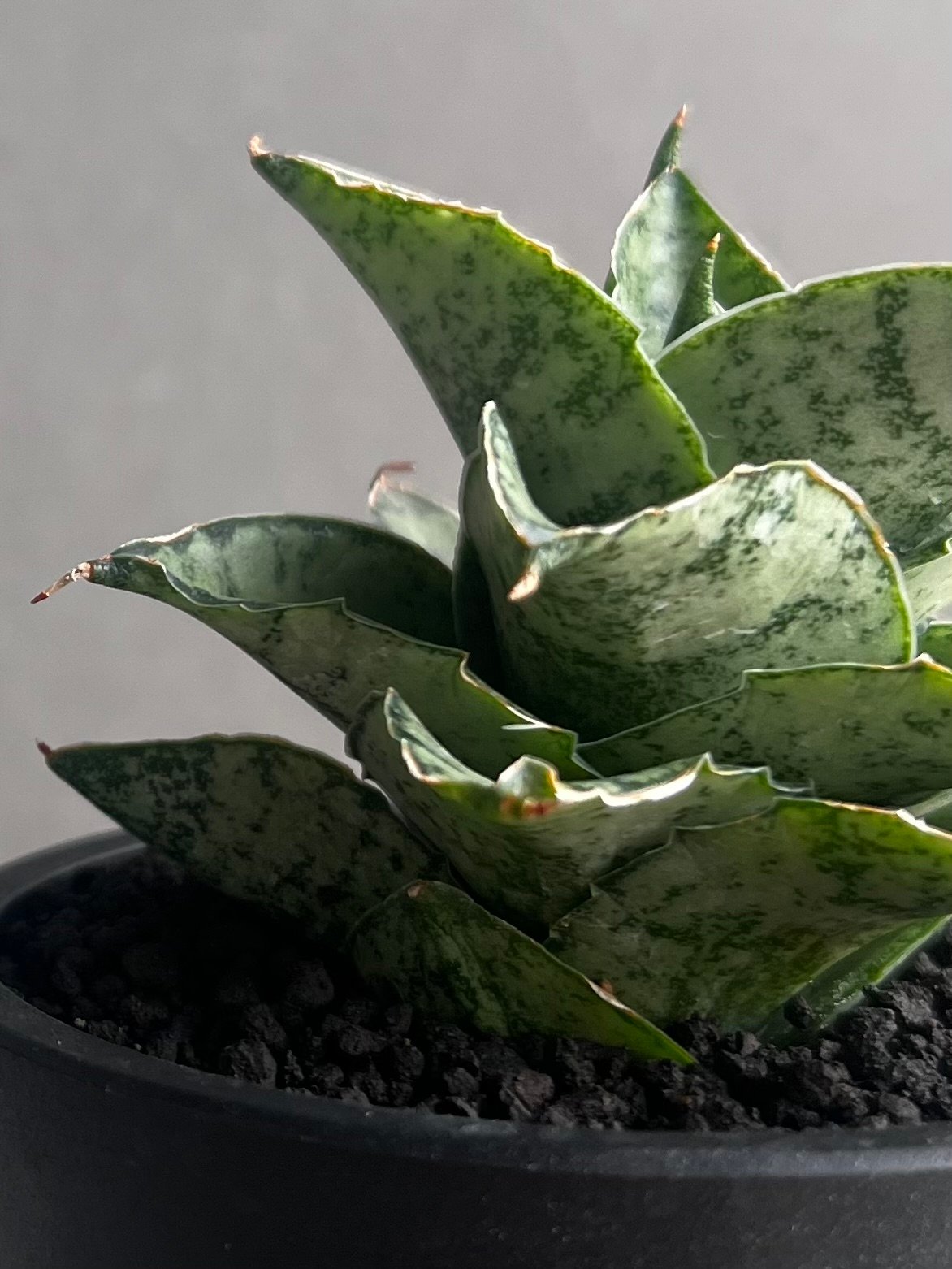 サンセベリア スサノオ 「Sansevieria Susano 'O' (by Unyaman