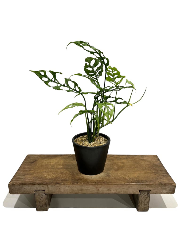 モンステラ オブリクア ペルー「Monstera obliqua Peru」51F-3 | S