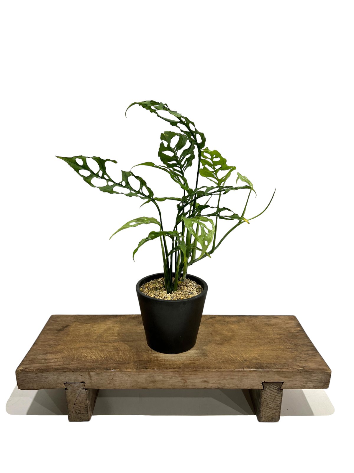 モンステラ オブリクア ペルー「Monstera obliqua Peru」51F-3 | S