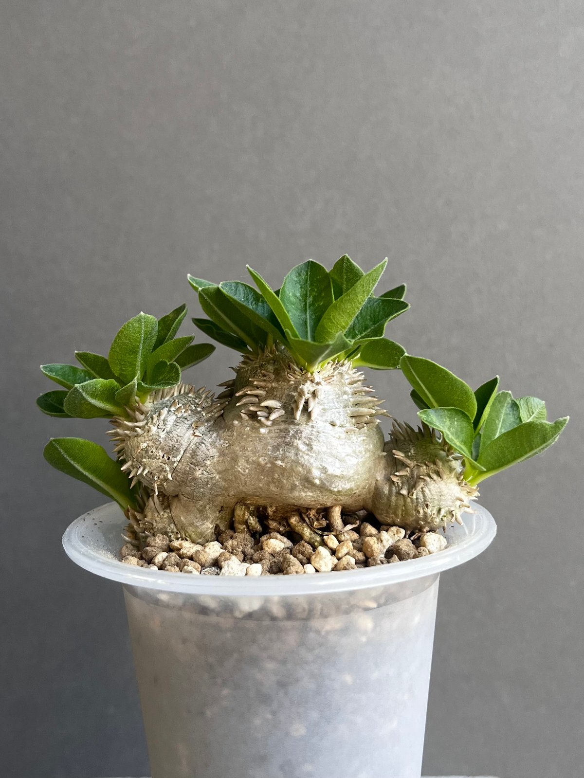 パキポディウム “恵比寿笑い”+ omoto frost pot 「Pachypodium
