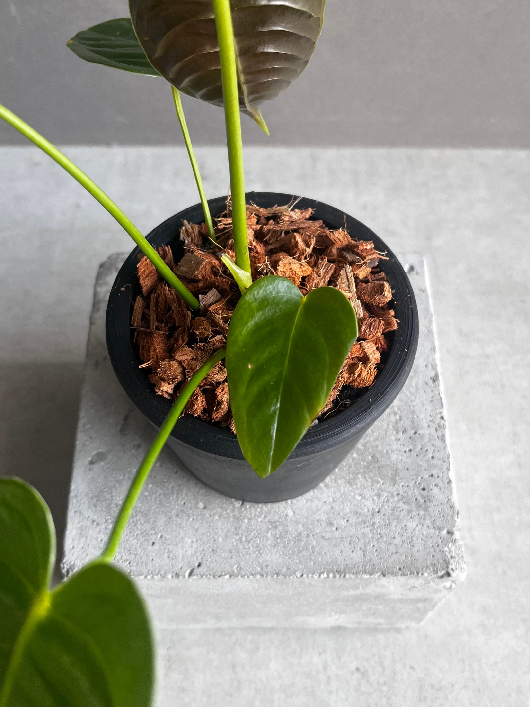 アンスリウム ベイチー 「Anthurium veitchii」96Y | SHOUCHIKUEN