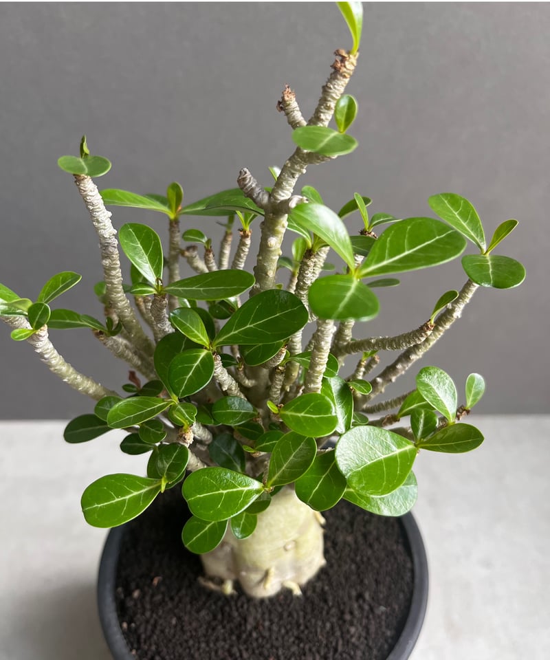 アデニウム オベスム スモールリーフ “選抜個体” 「Adenium