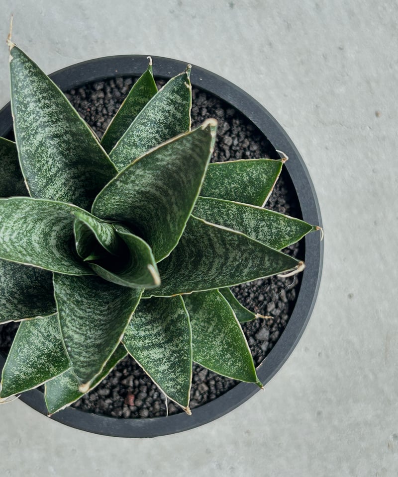 サンセベリア ブラック キャッスル「Sansevieria Black Castle 」49I