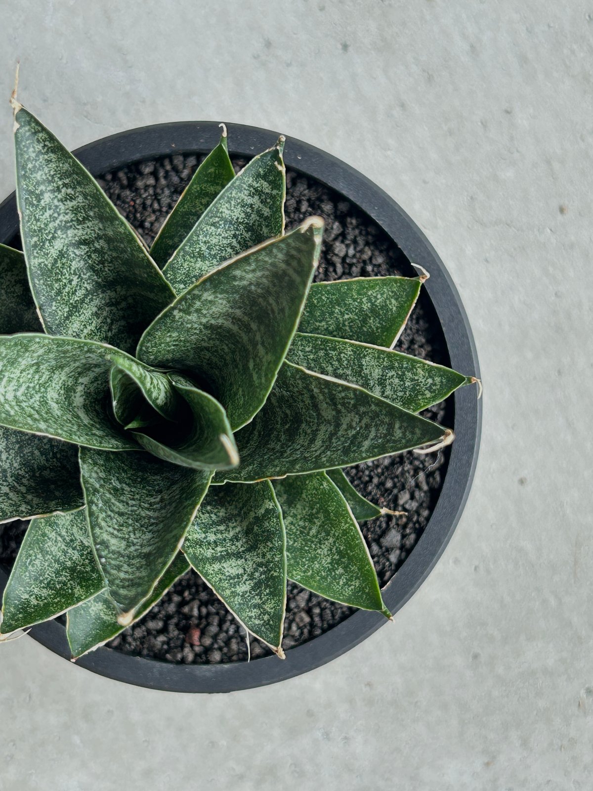 サンセベリア ブラック キャッスル「Sansevieria Black Castle 」49I