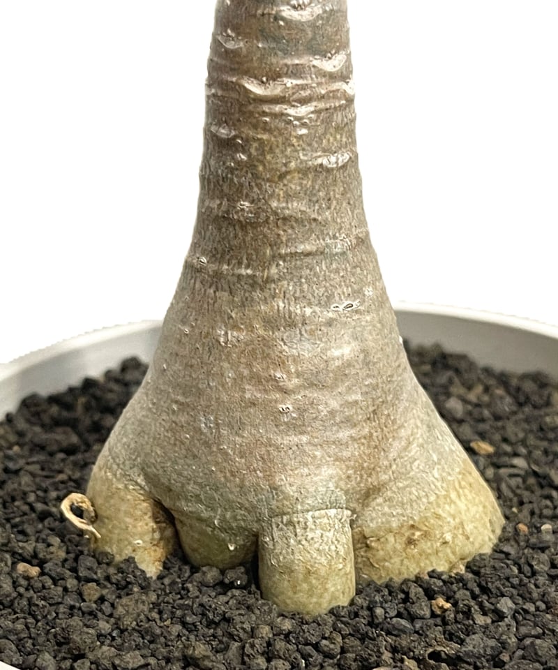 アデニウム ソコトラナム 「Adenium socotranum 」8/31-19C-2 |