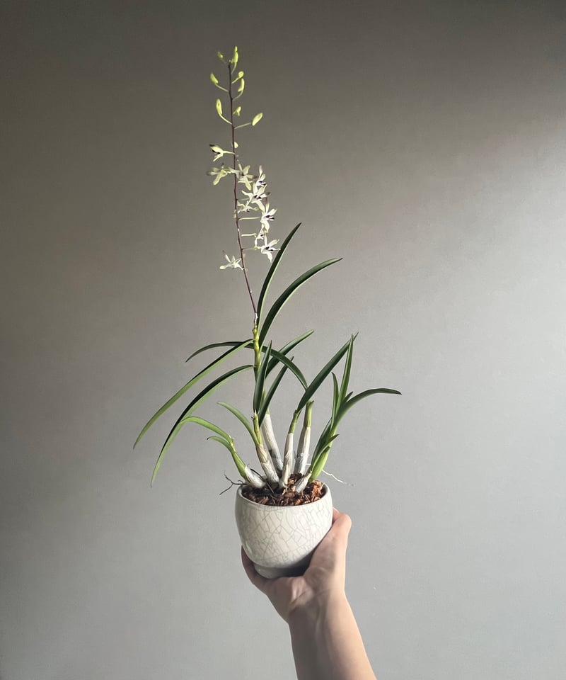 デンドロビウム フラメンコ+ YON-HACHI 「Dendrobium Flamenco」6