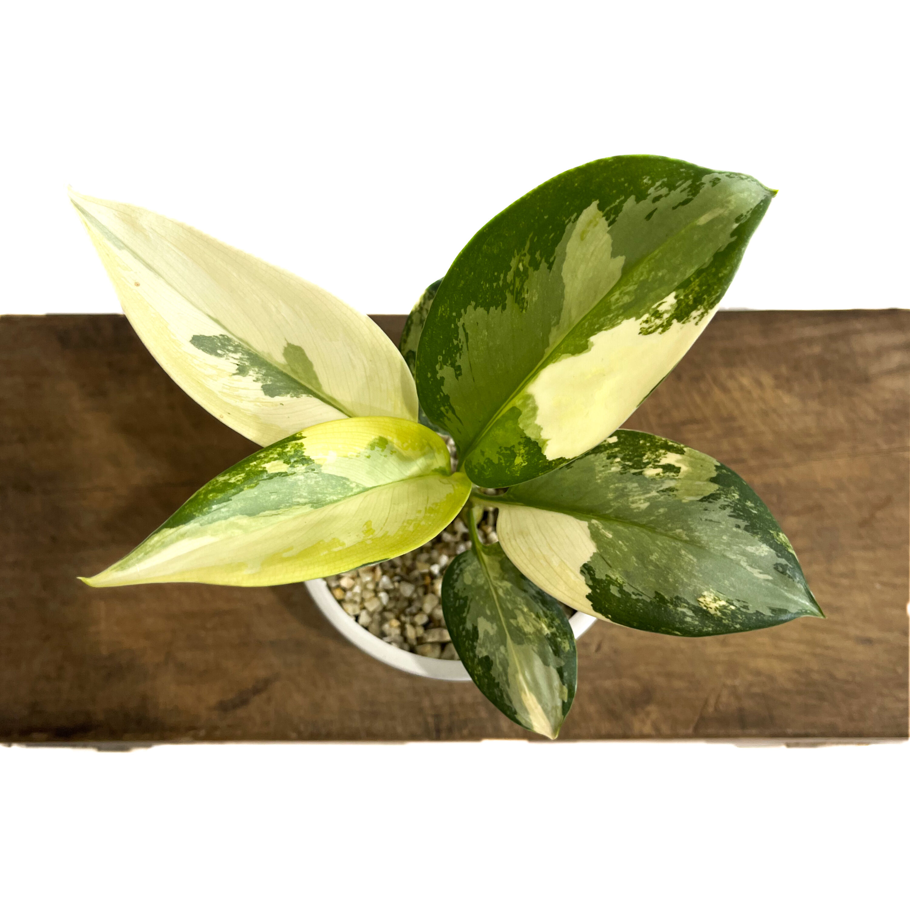 アグラオネマ スワンナプーム「Aglaonema Suvarnabhumi」9/2-48C-2