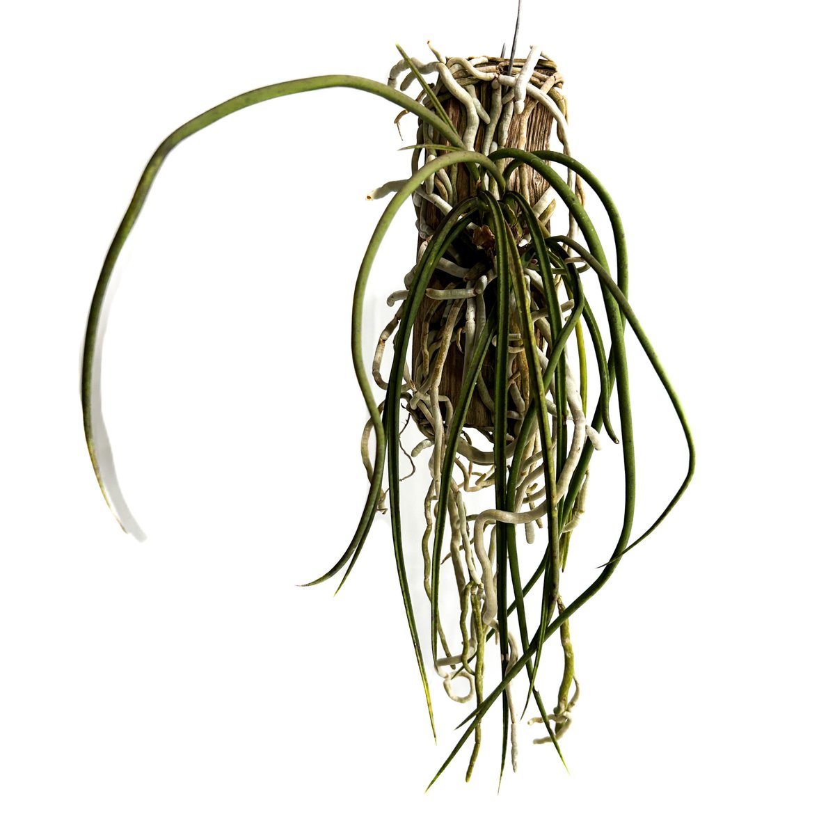 セイデンファデニア ミトラタ 250714 3 セイデンファデニア ミトラタ 250714 3 - メルカリ